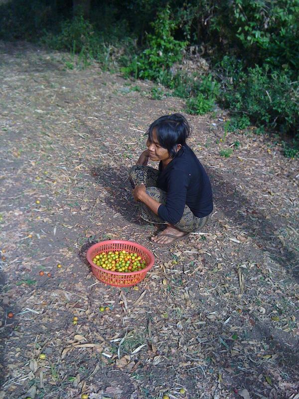 This is Kea's aunt gathering the fruit shaken up by the boy in previous picture. It tasted sweet-and-sour :) This is Kea's aunt gathering the fruit shaken up by the boy in previous picture. It tasted sweet-and-sour :)