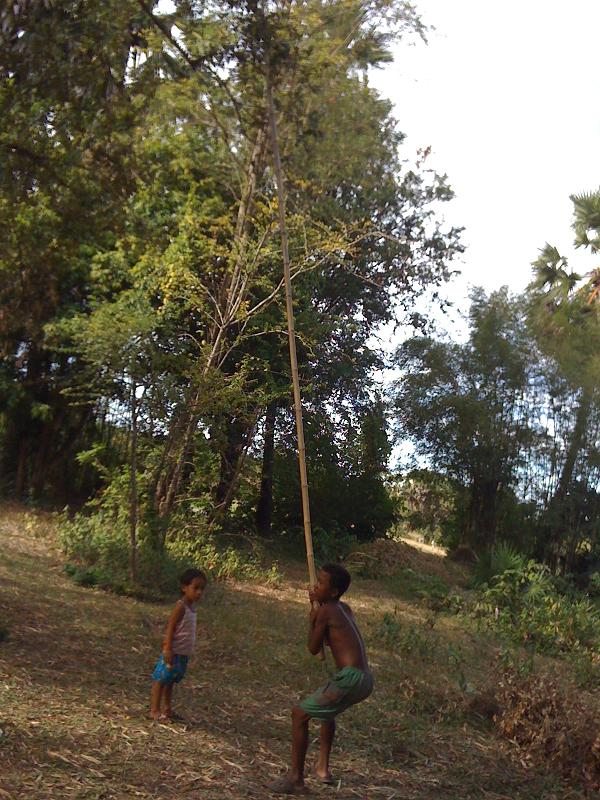 On one of the relative-visits, I saw this. A boy helping his mom collect fruit from a tree by shaking it. On one of the relative-visits, I saw this. A boy helping his mom collect fruit from a tree by shaking it.